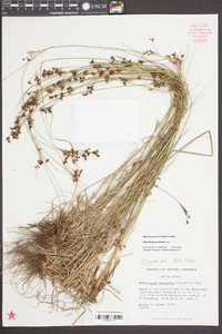 Rhynchospora sulcata image