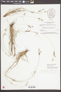 Rhynchospora sulcata image