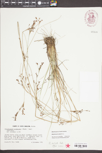 Rhynchospora sulcata image