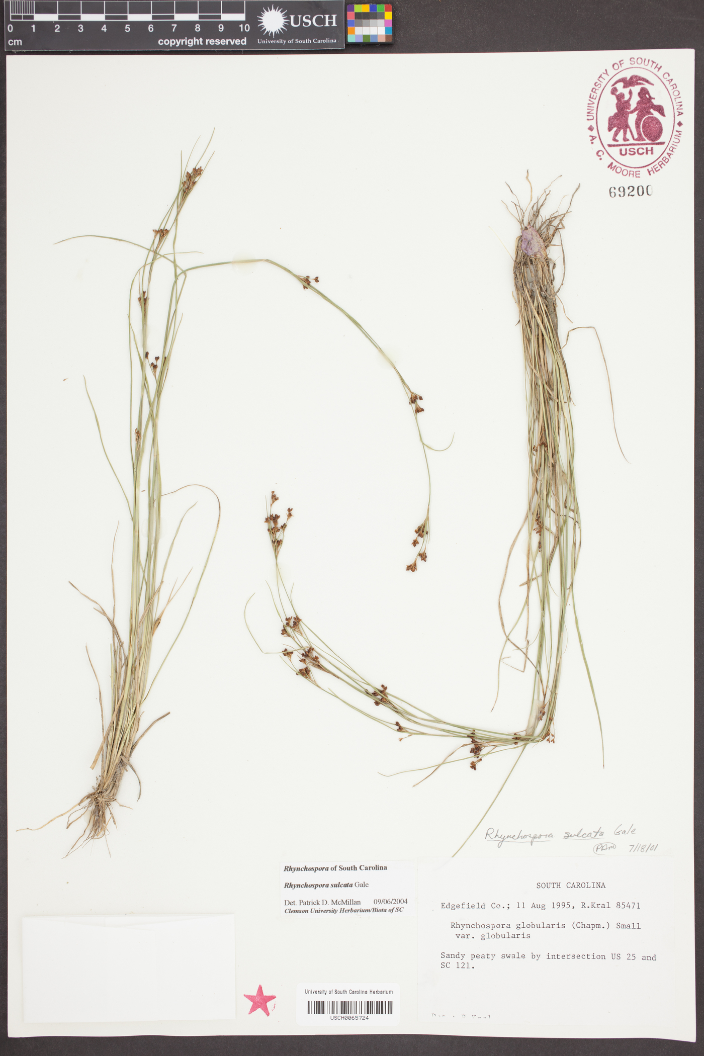 Rhynchospora sulcata image