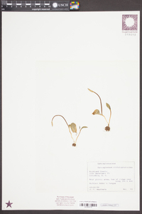 Ophioglossum crotalophoroides image