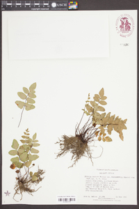 Cheilanthes viridis image