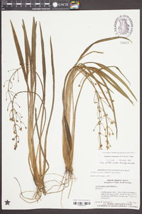 Sagittaria chapmanii image