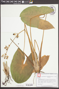 Sagittaria engelmanniana image