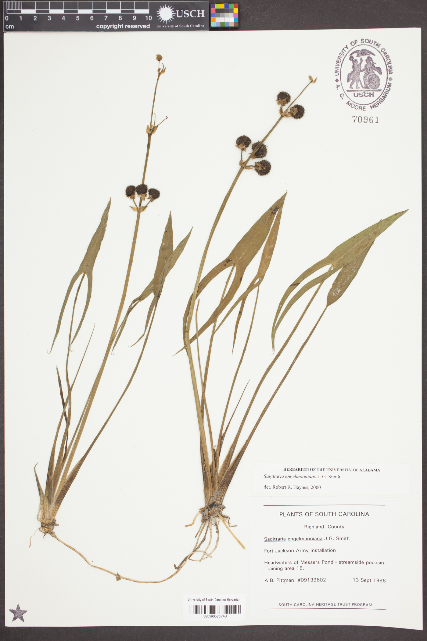 Sagittaria engelmanniana image