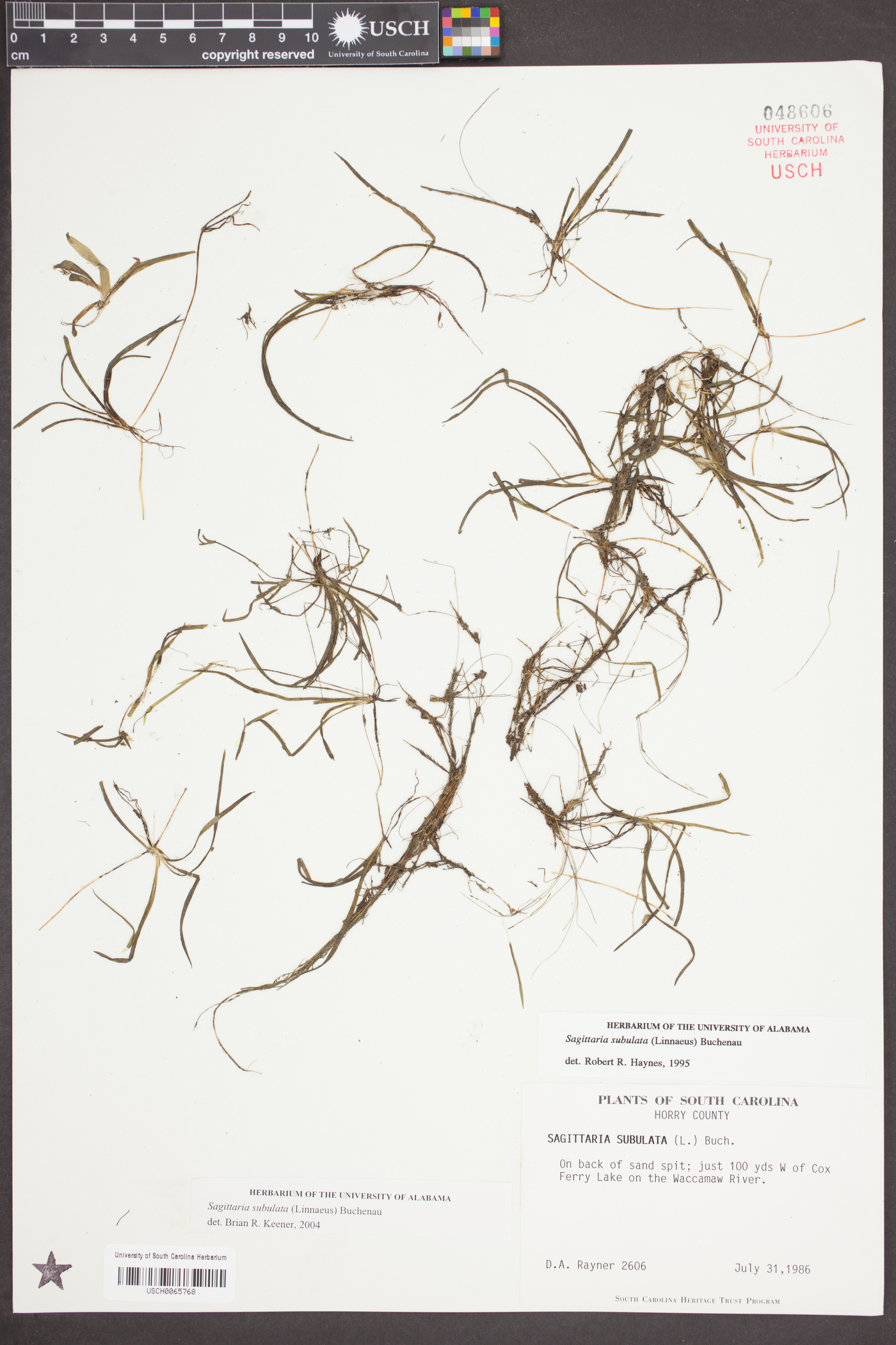 Sagittaria subulata image
