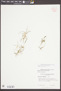 Sagittaria subulata image