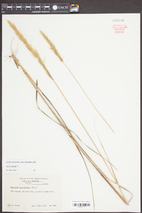 Aristida spiciformis image