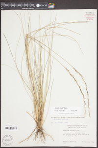 Aristida stricta image