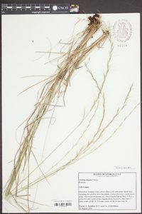 Aristida virgata image