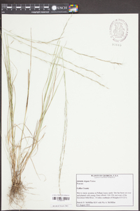 Aristida virgata image