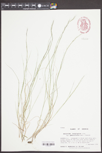 Aristida longespica image