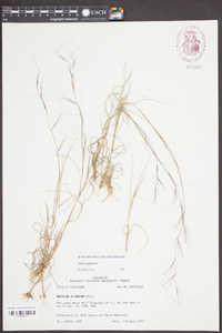 Aristida oligantha image