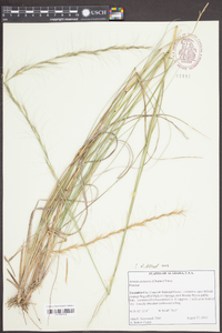 Aristida palustris image