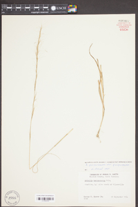 Aristida purpurascens image