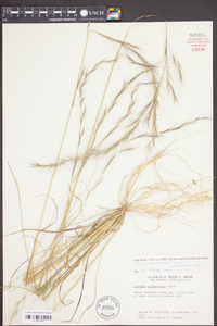 Aristida purpurascens image