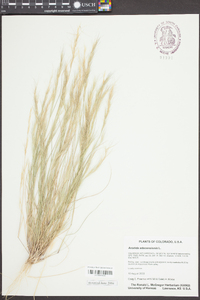 Aristida adscensionis image