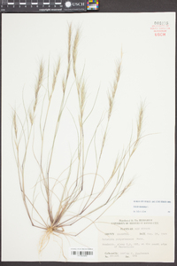 Aristida purpurascens image