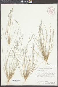 Aristida dichotoma image