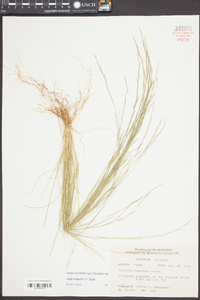 Aristida dichotoma image