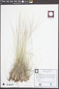 Aristida oligantha image