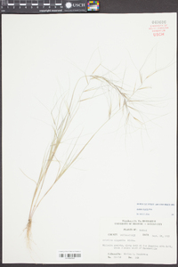 Aristida oligantha image