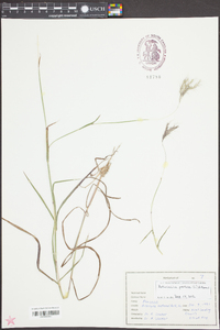 Bothriochloa pertusa image