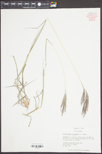 Bothriochloa ischaemum image