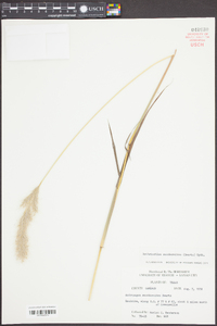 Bothriochloa saccharoides image