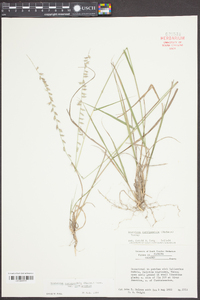 Bouteloua curtipendula var. curtipendula image