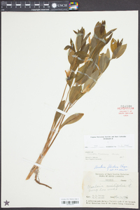 Uvularia floridana image