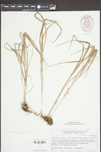 Brachypodium rupestre image