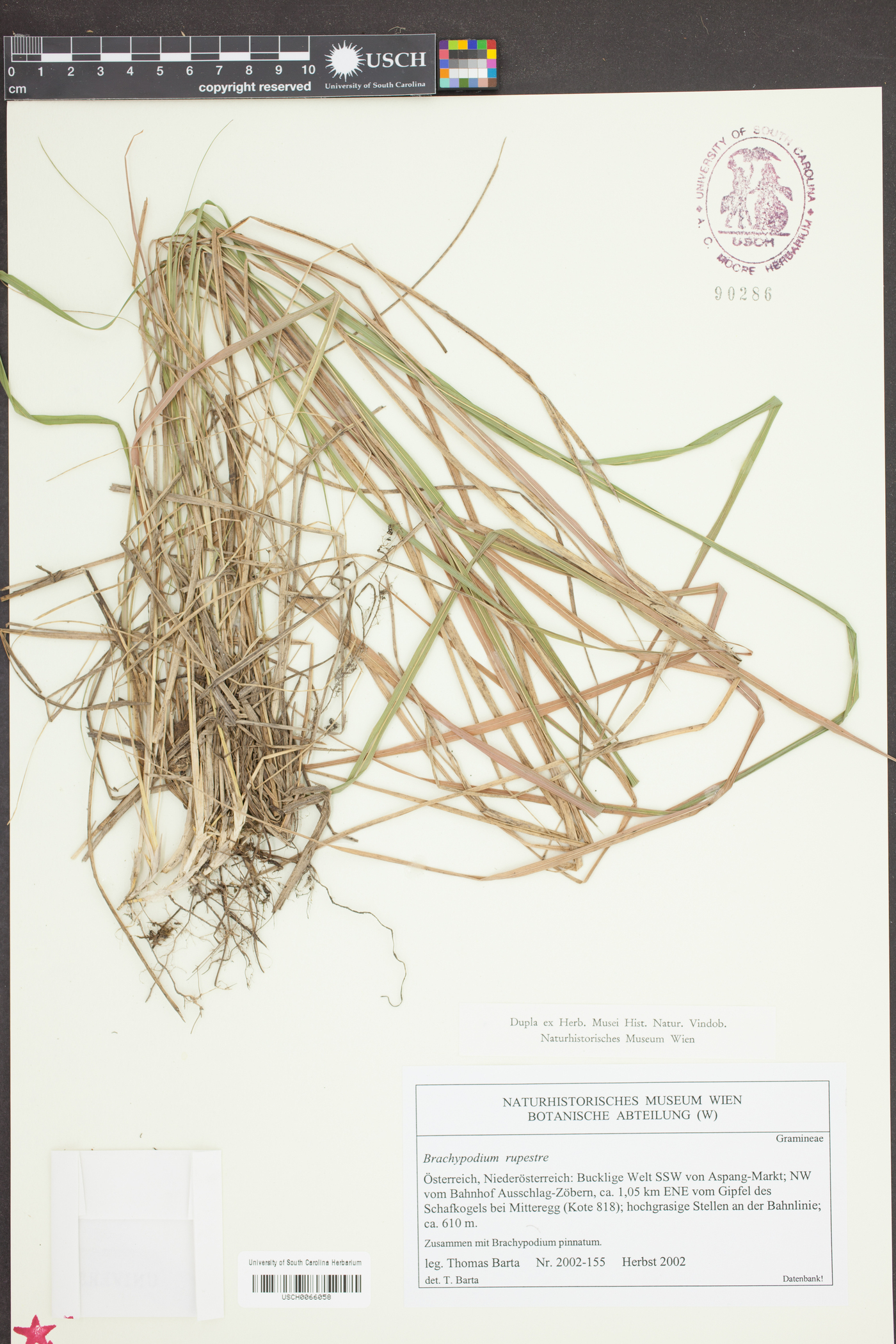 Erophila verna image