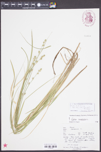 Carex canescens subsp. disjuncta image