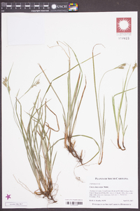 Carex dasycarpa image