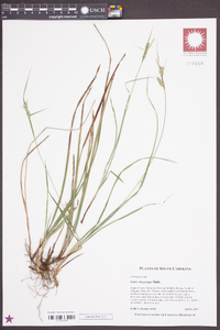 Carex dasycarpa image