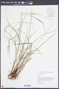 Carex dasycarpa image