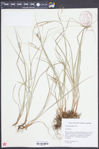 Carex dasycarpa image