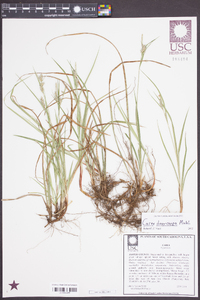 Carex dasycarpa image