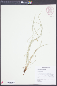 Carex jamesii image