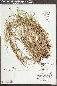 Carex allegheniensis image