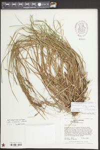 Carex allegheniensis image