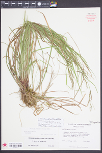 Carex debilis var. rudgei image