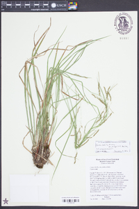 Carex debilis var. rudgei image