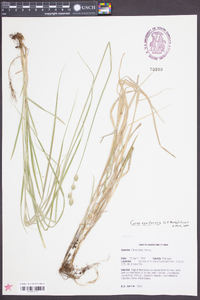 Carex reniformis image