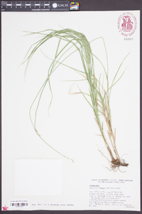 Carex reniformis image