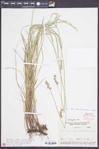 Carex reniformis image