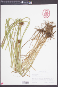 Carex squarrosa image