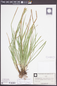 Carex superata image