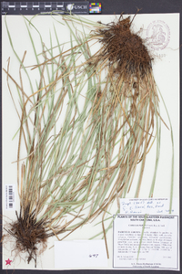 Carex superata image